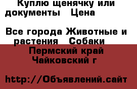 Куплю щенячку или документы › Цена ­ 3 000 - Все города Животные и растения » Собаки   . Пермский край,Чайковский г.